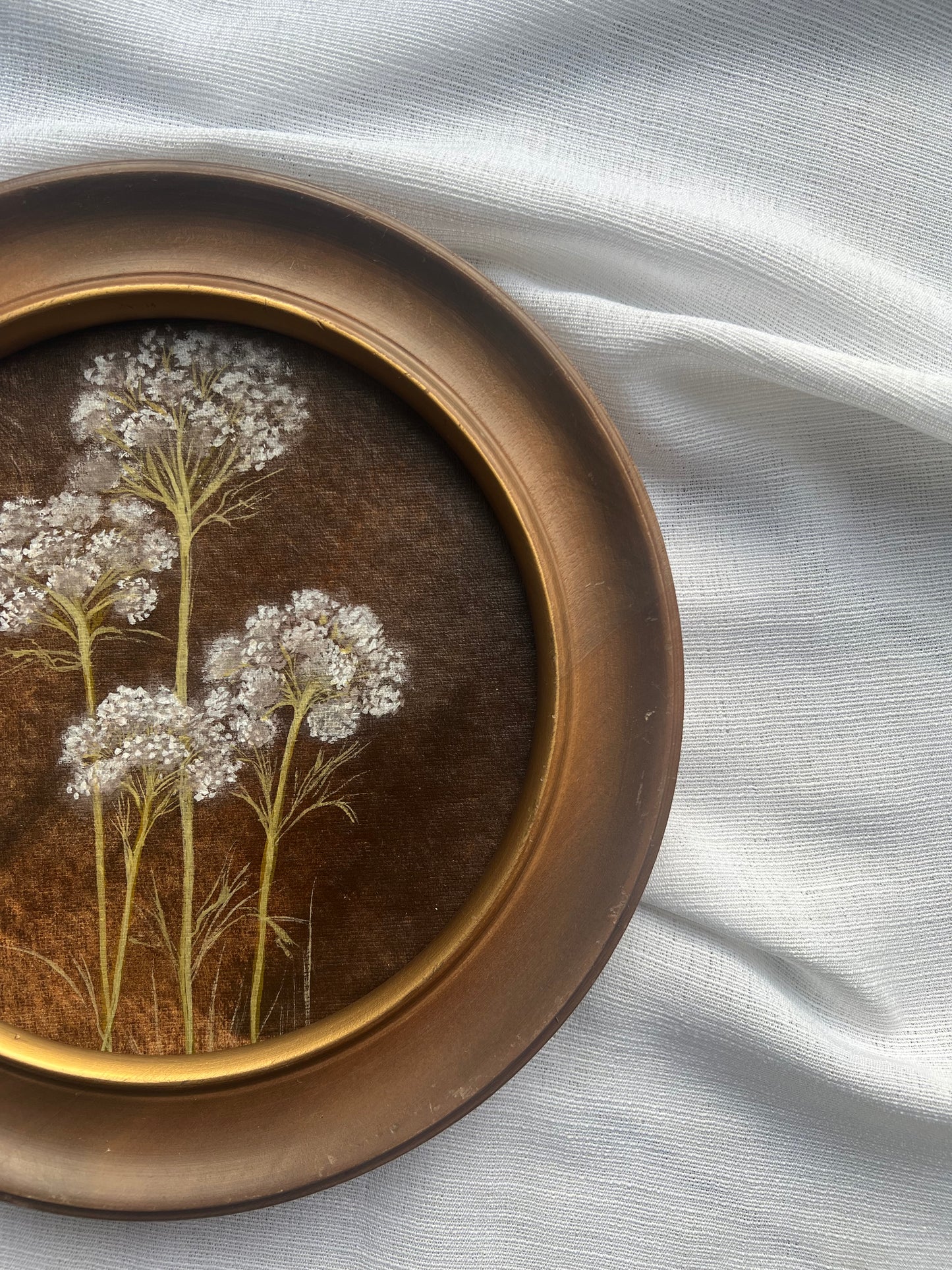 Queen Anne's Lace
