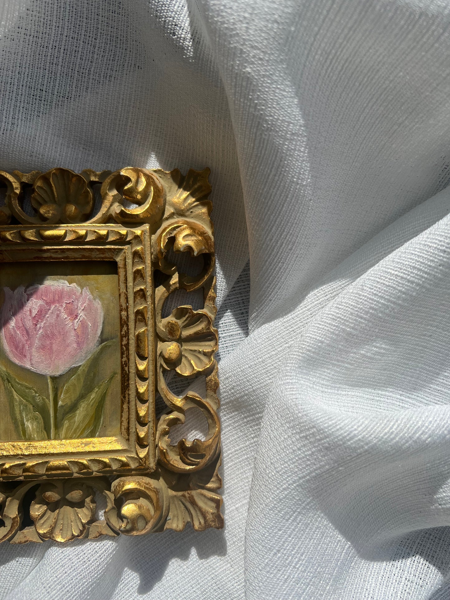Blush Tulip