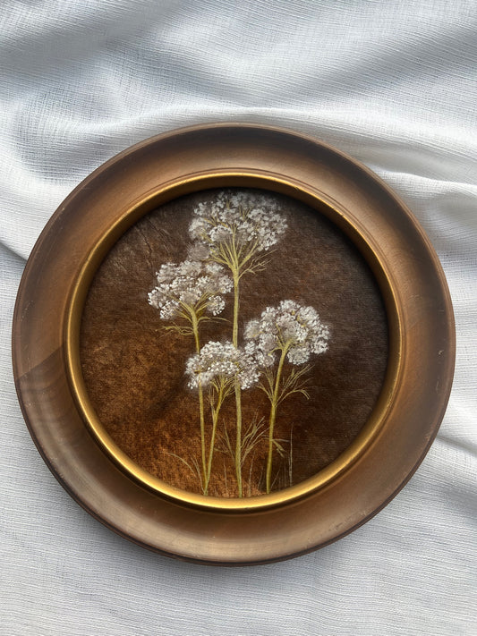 Queen Anne's Lace