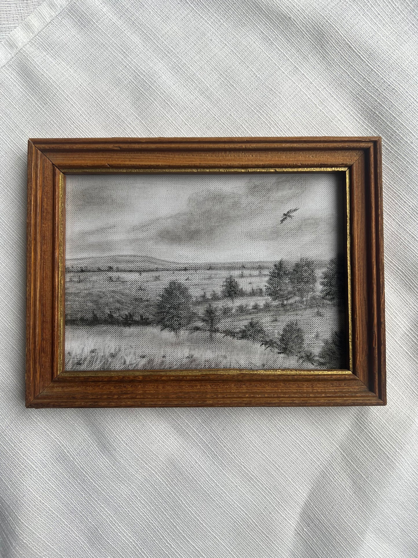 Above the Evergreens